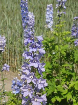 Picture of Delphinium Pacific Giants - Guinevere